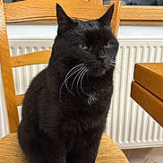 Kitty a rejoint le concours — aidez-le/la à gagner de superbes lots ! black_cat, cat, whiskers, chair, wooden_chair, woven_seat, indoor, kitchen, furniture, pet, animal, domestic_cat, sitting, portrait, close_up, feline, yellow_eyes, household, domestic_animal, resting