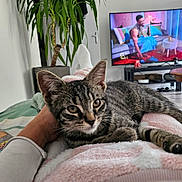 Momo participe au concours pour gagner de l'argent avec cette photo : blanket, cat, cozy, cushions, furniture, hand, indoor, kitten, lap, living_room, person_on_tv, pet, potted_plant, sock, tabby, table, television, tv_screen, whiskers, wooden_floor