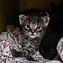 kitten, tabby, cat, sleeping, bed, blanket, patterned, cozy, fur, eyes, cute, animal, pet, indoor, resting, young, small, mammal, comfort, dark
