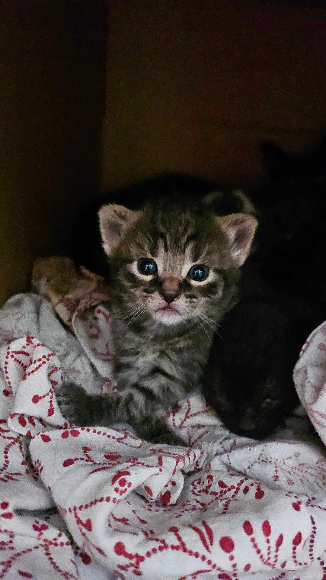 Champa participe au concours pour gagner de l'argent avec cette photo : kitten, tabby, cat, sleeping, bed, blanket, patterned, cozy, fur, eyes, cute, animal, pet, indoor, resting, young, small, mammal, comfort, dark