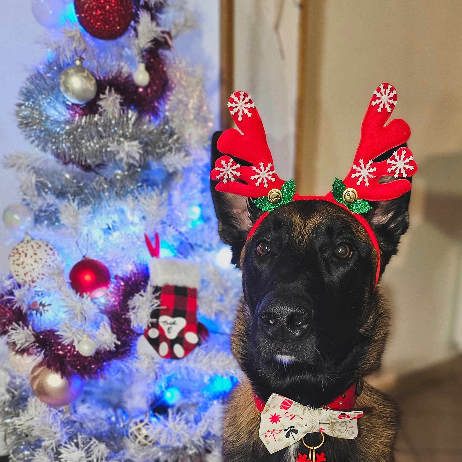 Thor a rejoint le concours — aidez-le/la à gagner de superbes lots ! antlers, background, bells, black_and_brown, bow_tie, christmas, christmas_tree, cute, decorations, dog, festive, green, holiday, holiday_season, indoor, ornaments, pet, portrait, red, white_tree