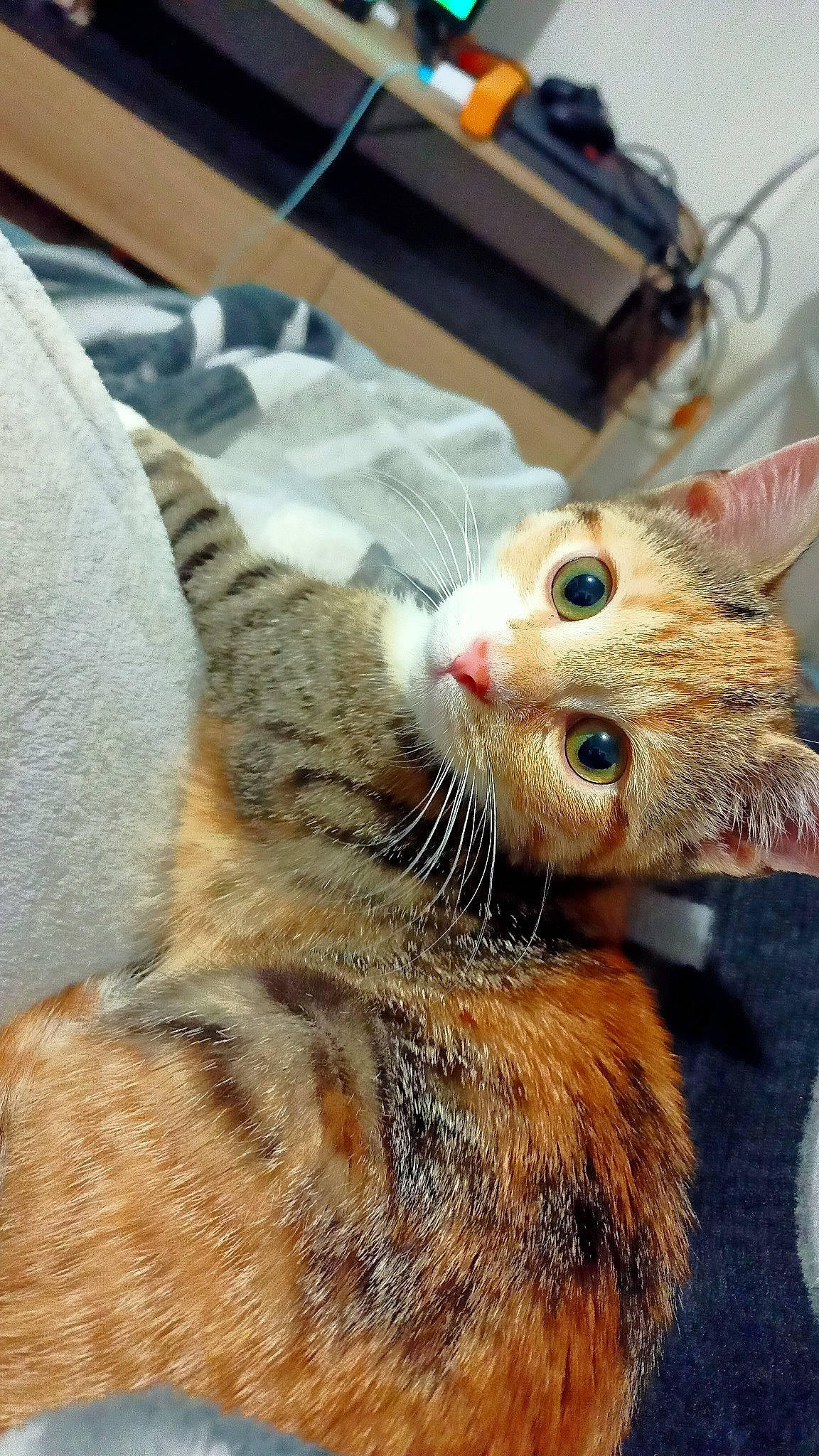 Pia a rejoint le concours — aidez-le/la à gagner de superbes lots ! carnivore, cat, claw, close_up, comfort, domestic_short_haired_cat, ear, eye, eyelash, fawn, felidae, fur, paw, small_to_medium_sized_cats, snout, tail, terrestrial_animal, whiskers