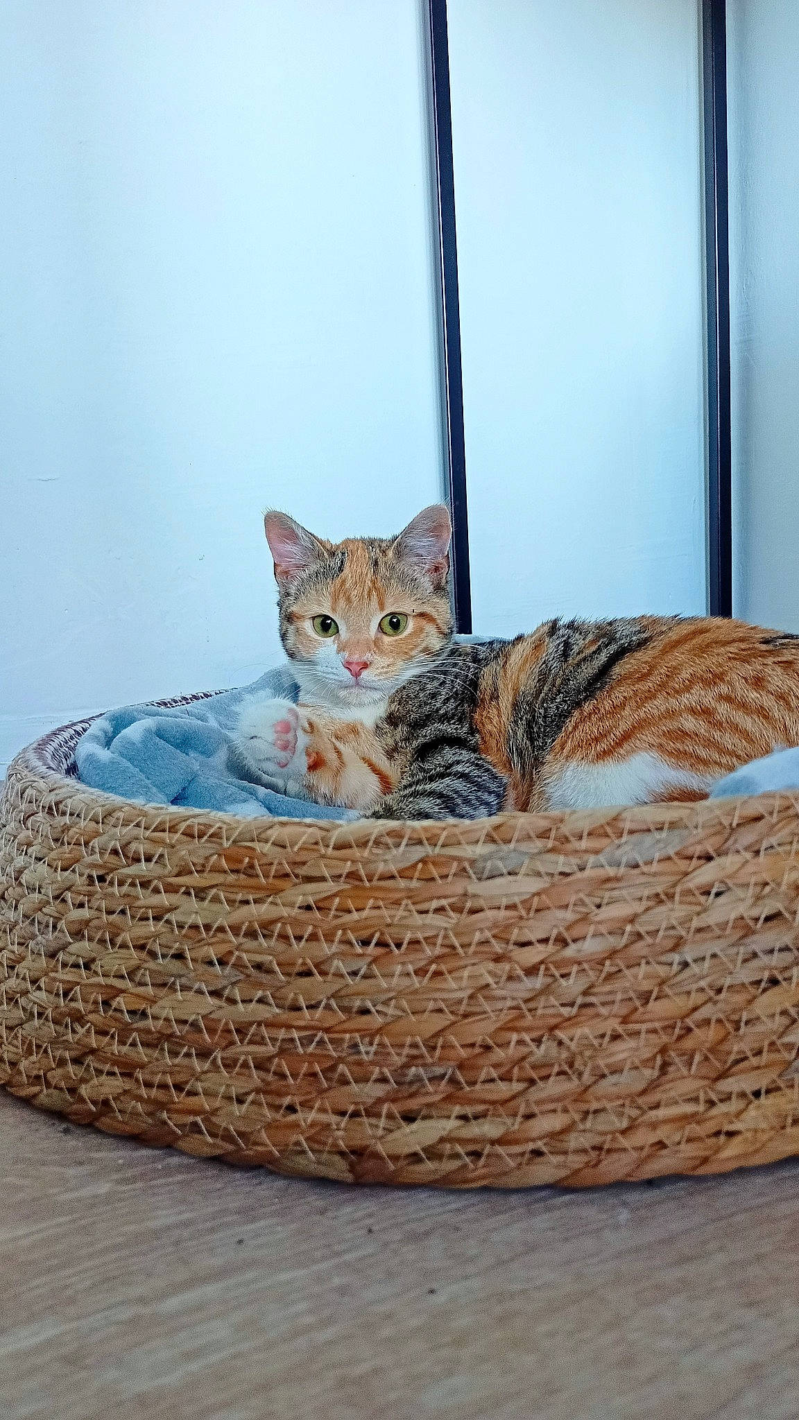 Pia a rejoint le concours — aidez-le/la à gagner de superbes lots ! basket, carnivore, cat, cat_bed, cat_supply, comfort, domestic_short_haired_cat, fashion_accessory, felidae, fur, home_accessories, pattern, pet_supply, room, small_to_medium_sized_cats, storage_basket, terrestrial_animal, whiskers, wicker, wood