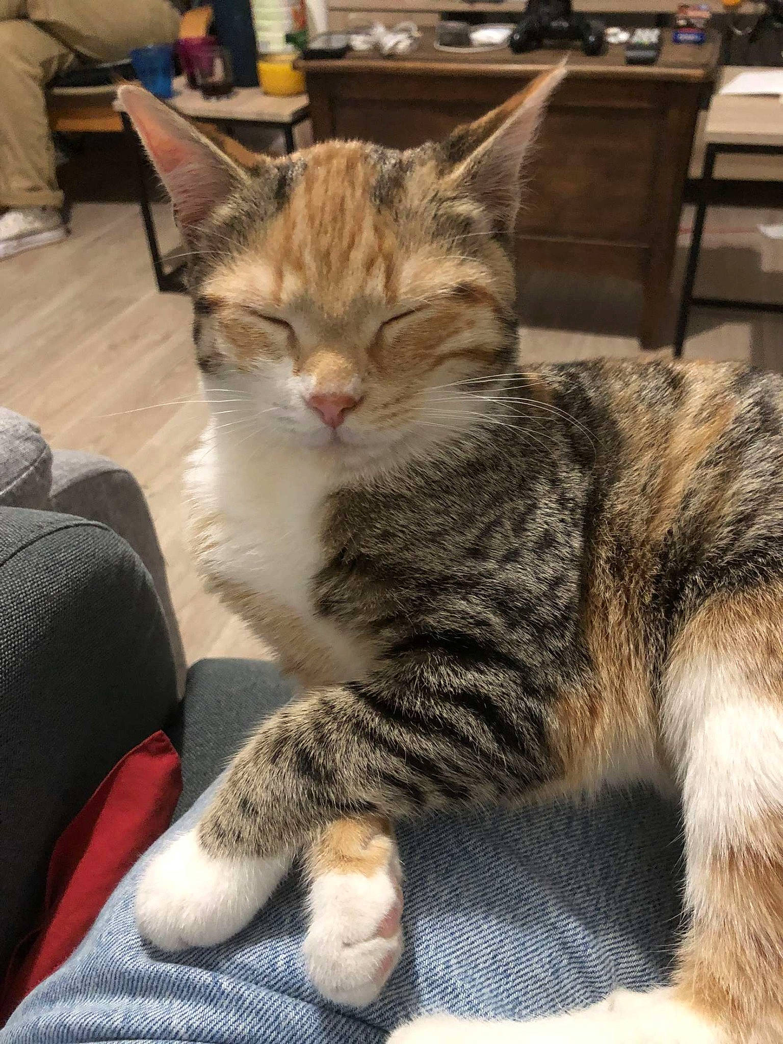 Pia participe au concours pour gagner de l'argent avec cette photo : carnivore, cat, chair, claw, comfort, domestic_short_haired_cat, felidae, fur, paw, sitting, small_to_medium_sized_cats, snout, whiskers