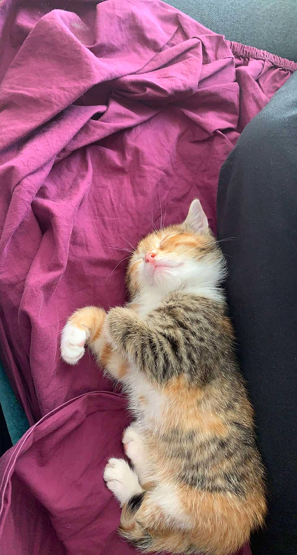 Pia a rejoint le concours — aidez-le/la à gagner de superbes lots ! carnivore, cat, claw, comfort, domestic_short_haired_cat, fawn, felidae, fur, human_leg, lap, linens, magenta, paw, sitting, small_to_medium_sized_cats, snout, tail, terrestrial_animal, textile, whiskers