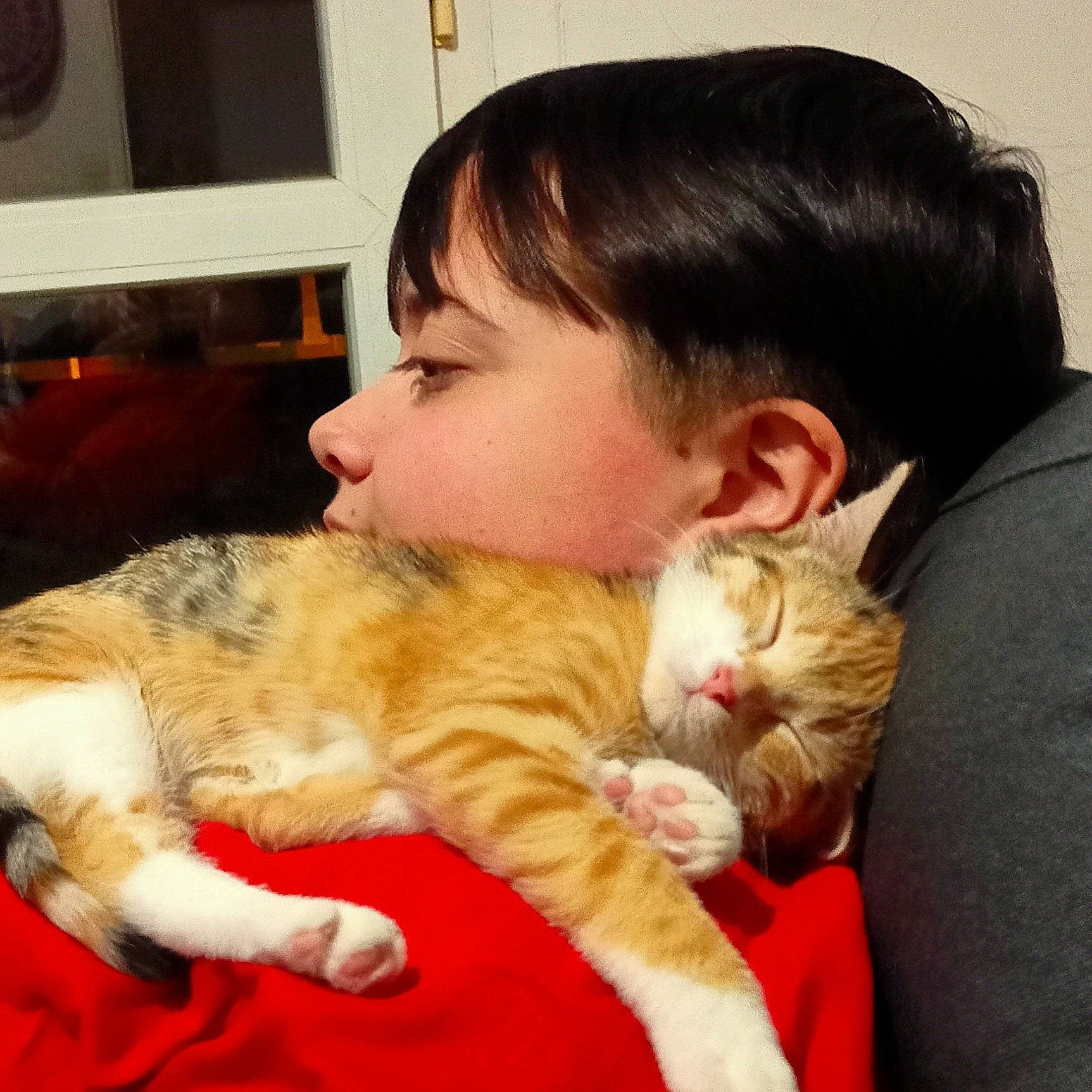 Pia participe au concours pour gagner de l'argent avec cette photo : bangs, carnivore, cat, child, claw, comfort, companion_dog, domestic_short_haired_cat, ear, fawn, felidae, fur, home_appliance, lap, nap, paw, small_to_medium_sized_cats, tail, television, whiskers