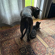 Vénus a rejoint le concours — aidez-le/la à gagner de superbes lots ! animal, cat, companion, curious, curtains, dog, domestic, floor, furniture, indoor, looking, natural_light, patterned_rug, pet, quiet, relaxing, rug, shadow, tile_floor, window