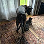 animal, cat, companion, curious, curtains, dog, domestic, floor, furniture, indoor, looking, natural_light, patterned_rug, pet, quiet, relaxing, rug, shadow, tile_floor, window