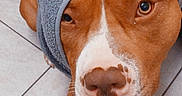 Stark a rejoint le concours — aidez-le/la à gagner de superbes lots ! canidae, carnivore, companion_dog, dog, dog_breed, eye, fawn, flooring, fur, head, hound, liver, nose, pet_supply, scent_hound, snout, sporting_group, whiskers, wood, working_animal