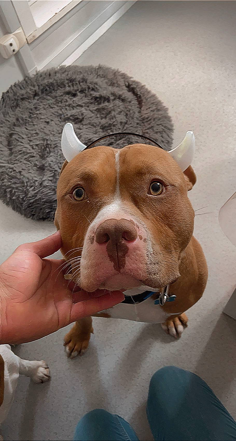 Stark participe au concours pour gagner de l'argent avec cette photo : canidae, carnivore, companion_dog, dog, dog_breed, fawn, fur, jaw, non_sporting_group, pet_supply, snout, sporting_group, terrestrial_animal, whiskers, working_animal