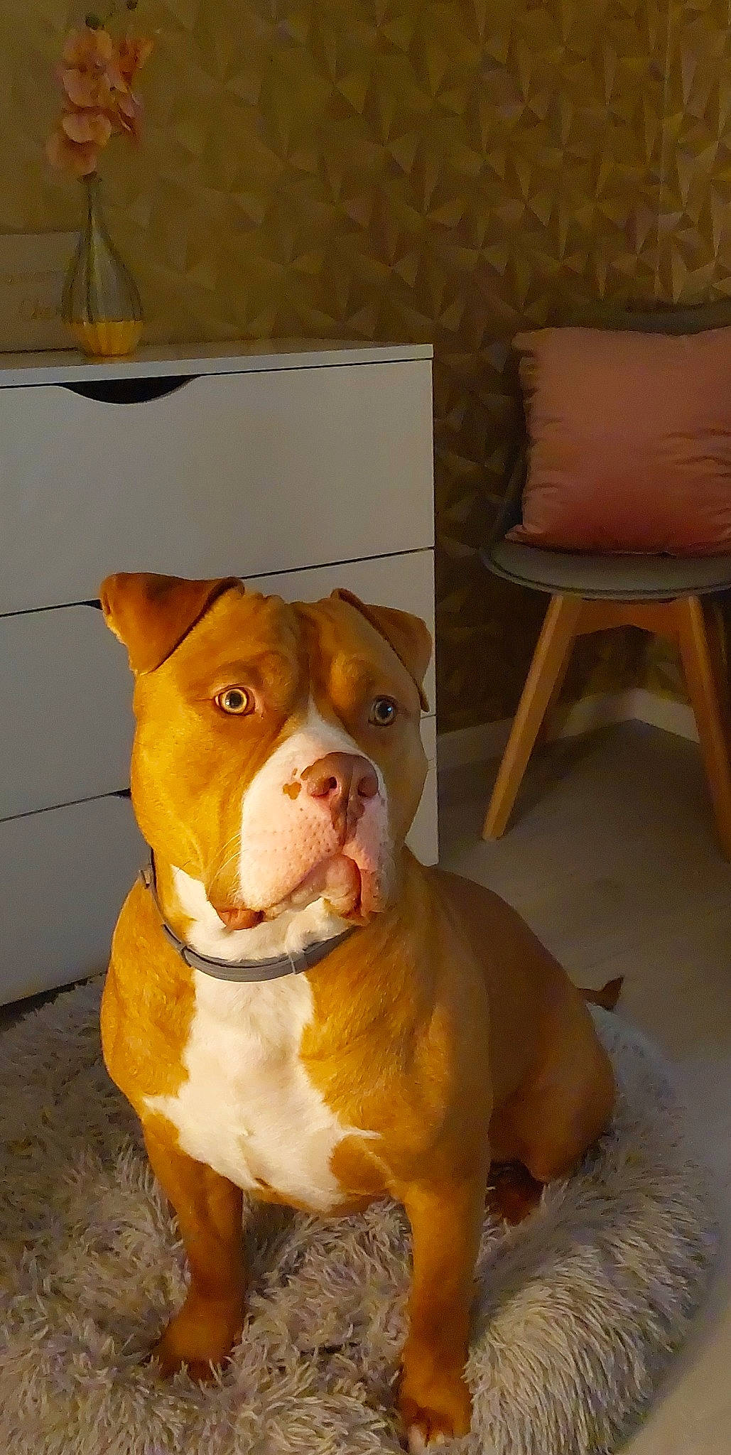 Stark participe au concours pour gagner de l'argent avec cette photo : ancient_dog_breeds, art, canidae, carnivore, chair, companion_dog, dog, dog_breed, dog_collar, fawn, flooring, hardwood, molosser, non_sporting_group, snout, sporting_group, whiskers, wood, working_animal, working_dog