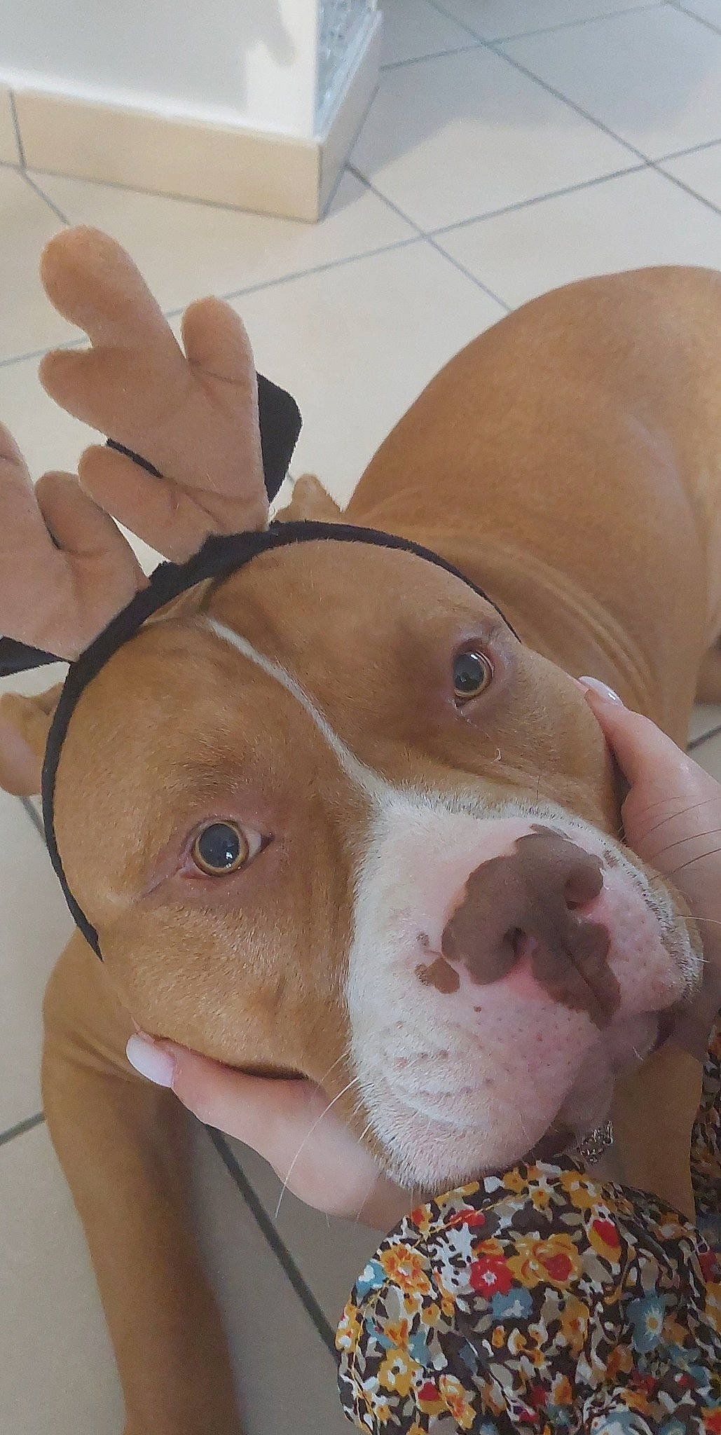 Stark participe au concours pour gagner de l'argent avec cette photo : art, companion_dog, costume, dog, dog_breed, ear, fawn, fur, head, human_body, neck, nose, personal_protective_equipment, plush, snout, stuffed_toy, toy, whiskers, white, working_animal