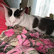 Luna is registered to the contest to win money with this photo: cat, sleeping, white_cat, black_patches, blanket, pink, patterned_blanket, indoor, resting, cozy, pet, feline, curtains, natural_light, red, soft_light, relaxing, comfort, animal, closeup