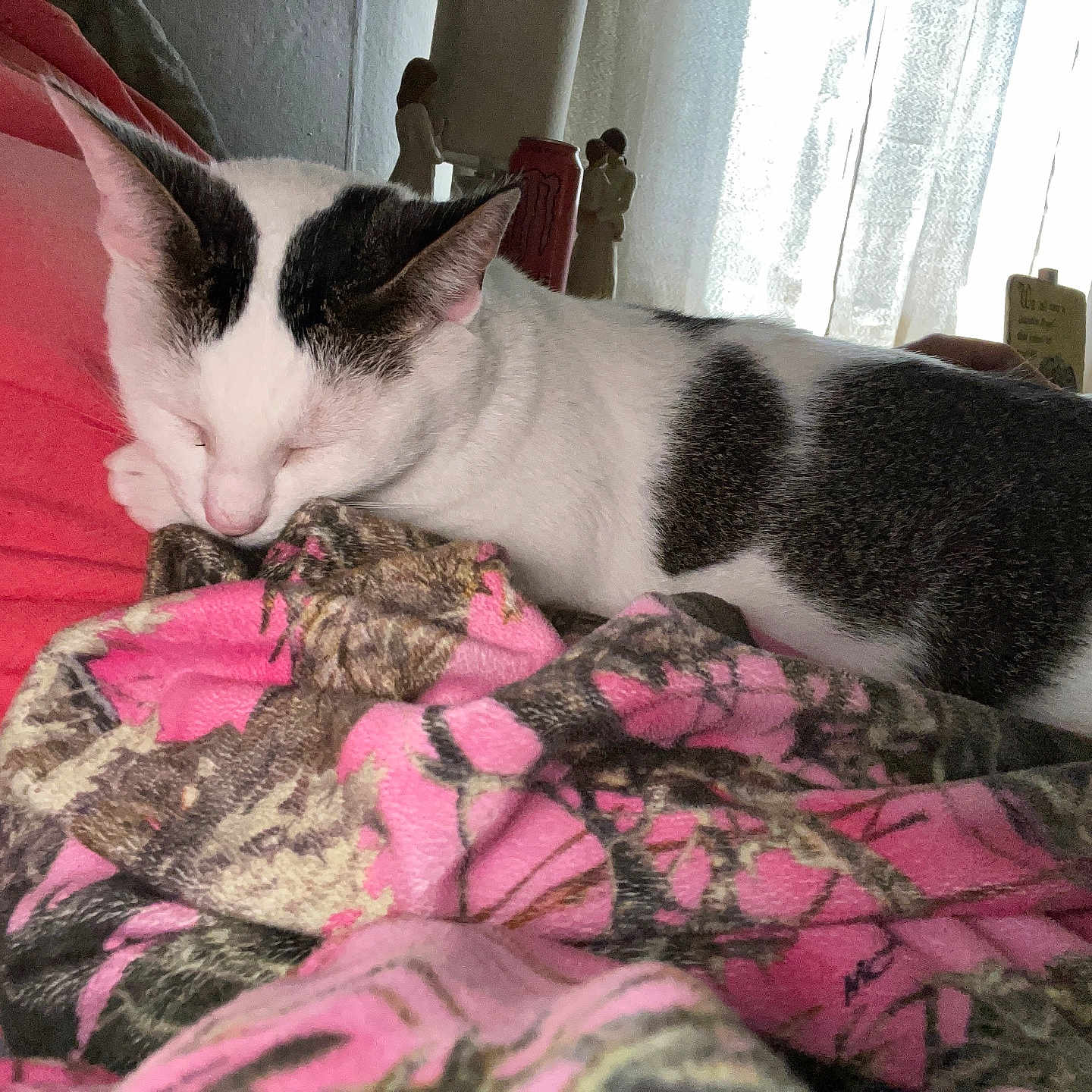 Luna is registered to the contest to win money with this photo: animal, black_patches, blanket, cat, closeup, comfort, cozy, curtains, feline, indoor, natural_light, patterned_blanket, pet, pink, red, relaxing, resting, sleeping, soft_light, white_cat