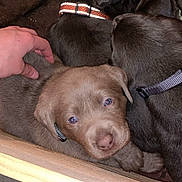Hazel is registered to the contest to win money with this photo: puppy, dog, sleeping, brown_puppy, collar, hand, petting, floor, bowl, group, cute, young_dog, domestic_animal, indoor, resting, fur, animal, closeup, companionship, curious
