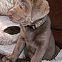 Hazel is registered to the contest to win money with this photo: puppy, dog, brown_dog, blue_eyes, collar, couch, plush_toy, blanket, indoor, pet, cute, sitting, young_dog, fur, canine, domestic_animal, cozy, home, comfort, animal