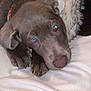 Hazel is registered to the contest to win money with this photo: dog, puppy, gray_fur, blue_eyes, blanket, resting, cozy, indoor, fur, paw, cute, pet, animal, laying_down, soft_texture, close_up, collar, napping, sleepy, companion