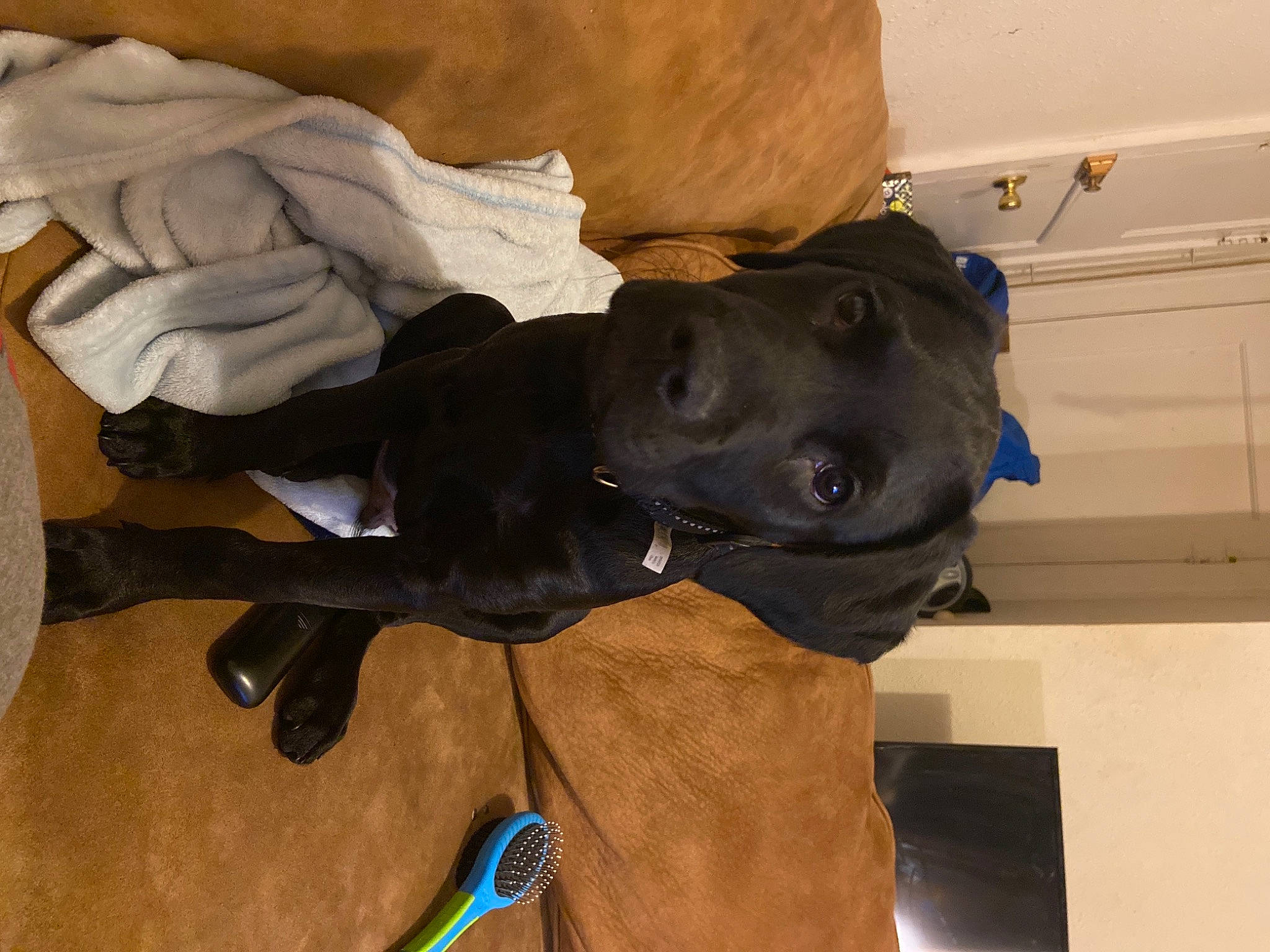 Luke joined the competition — help win amazing prizes! borador, canidae, carnivore, collar, companion_dog, dog, dog_breed, dog_collar, guard_dog, sculpture, snout, sporting_group, working_animal, working_dog