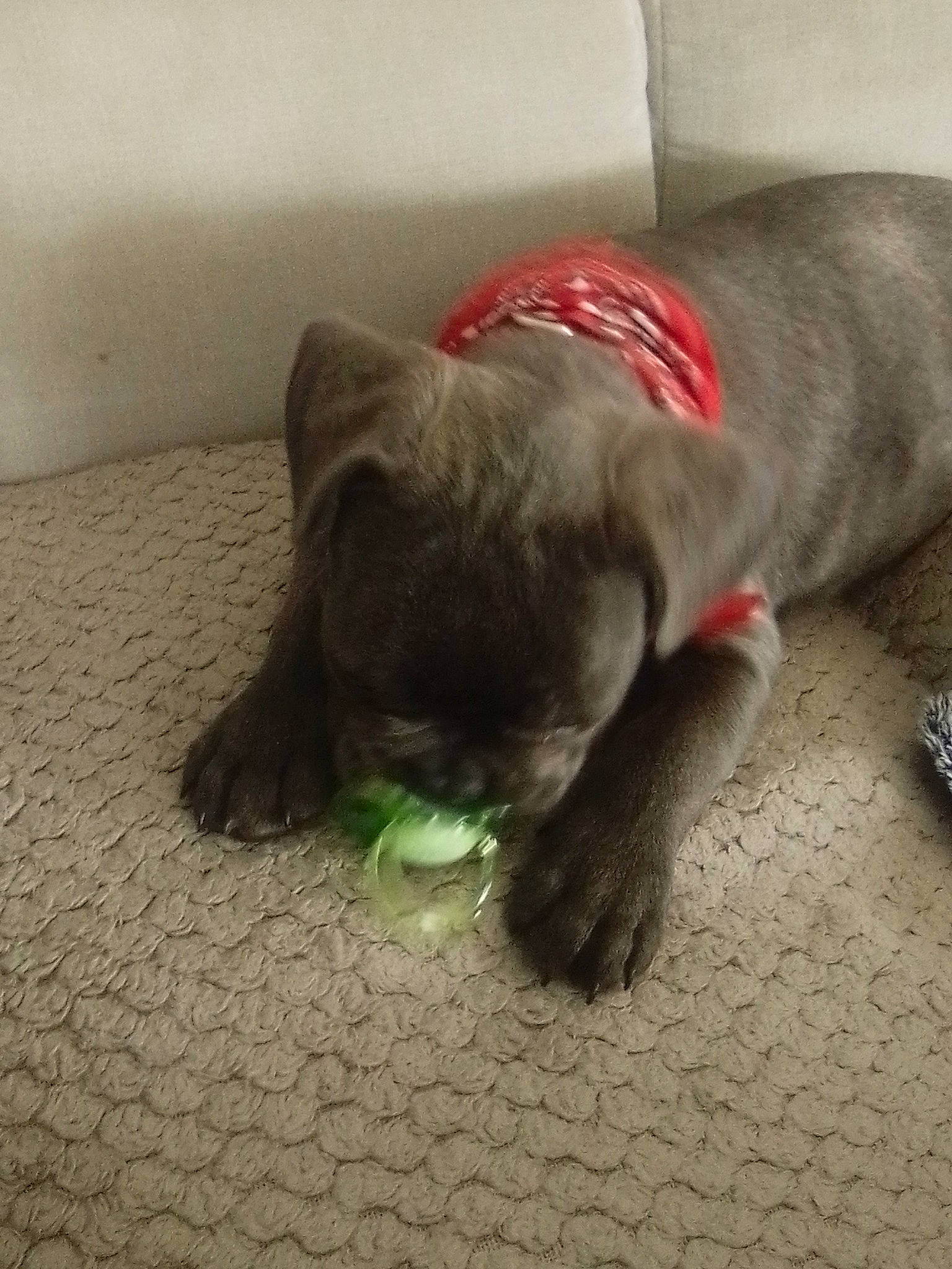 Spyke Jurdeczka a rejoint le concours — aidez-le/la à gagner de superbes lots ! canidae, carnivore, claw, collar, comfort, companion_dog, dog, dog_breed, fawn, felidae, flooring, fur, nap, paw, small_to_medium_sized_cats, snout, sporting_group, tail, terrestrial_animal, whiskers