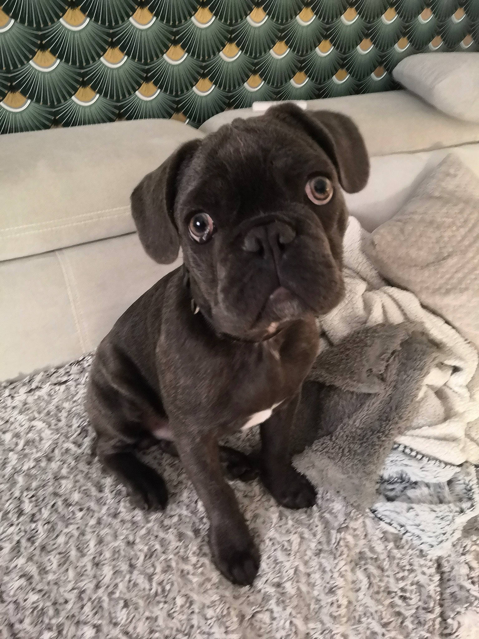 Spyke Jurdeczka participe au concours pour gagner de l'argent avec cette photo : ancient_dog_breeds, canidae, carnivore, comfort, companion_dog, dog, dog_breed, dog_collar, fawn, liver, non_sporting_group, pug, puppy_love, snout, sporting_group, terrestrial_animal, toy_dog, whiskers, working_animal, wrinkle