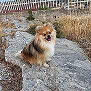 Tomy participe au concours pour gagner de l'argent avec cette photo : animal, background, cute, daytime, dog, dry_grass, fence, fur, happy, nature, outdoor, pet, pomeranian, rock, sitting, sky, small_dog, smiling, sunlight, tongue_out
