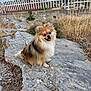 animal, background, cute, daytime, dog, dry_grass, fence, fur, happy, nature, outdoor, pet, pomeranian, rock, sitting, sky, small_dog, smiling, sunlight, tongue_out