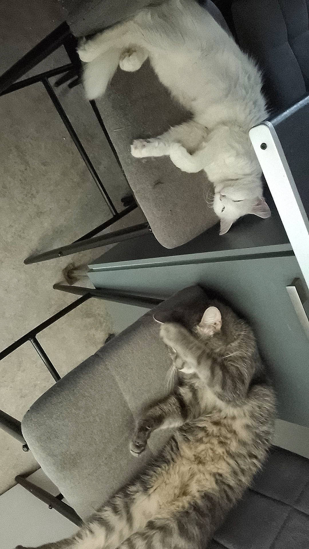 Mohia participe au concours pour gagner de l'argent avec cette photo : black, carnivore, cat, chair, comfort, domestic_short_haired_cat, felidae, fur, human_leg, mammal, monochrome, monochrome_photography, room, small_to_medium_sized_cats, style, tail, vertebrate, whiskers, white, wood