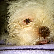 Little T joined the competition — help win amazing prizes! animal, close_up, cozy, cute, dog, eye, face, fluffy, fur, indoor, laying, nose, pet, portrait, relaxed, resting, sleepy, soft, tongue, white