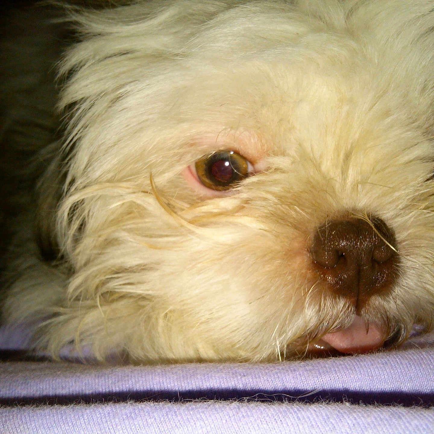 Little T