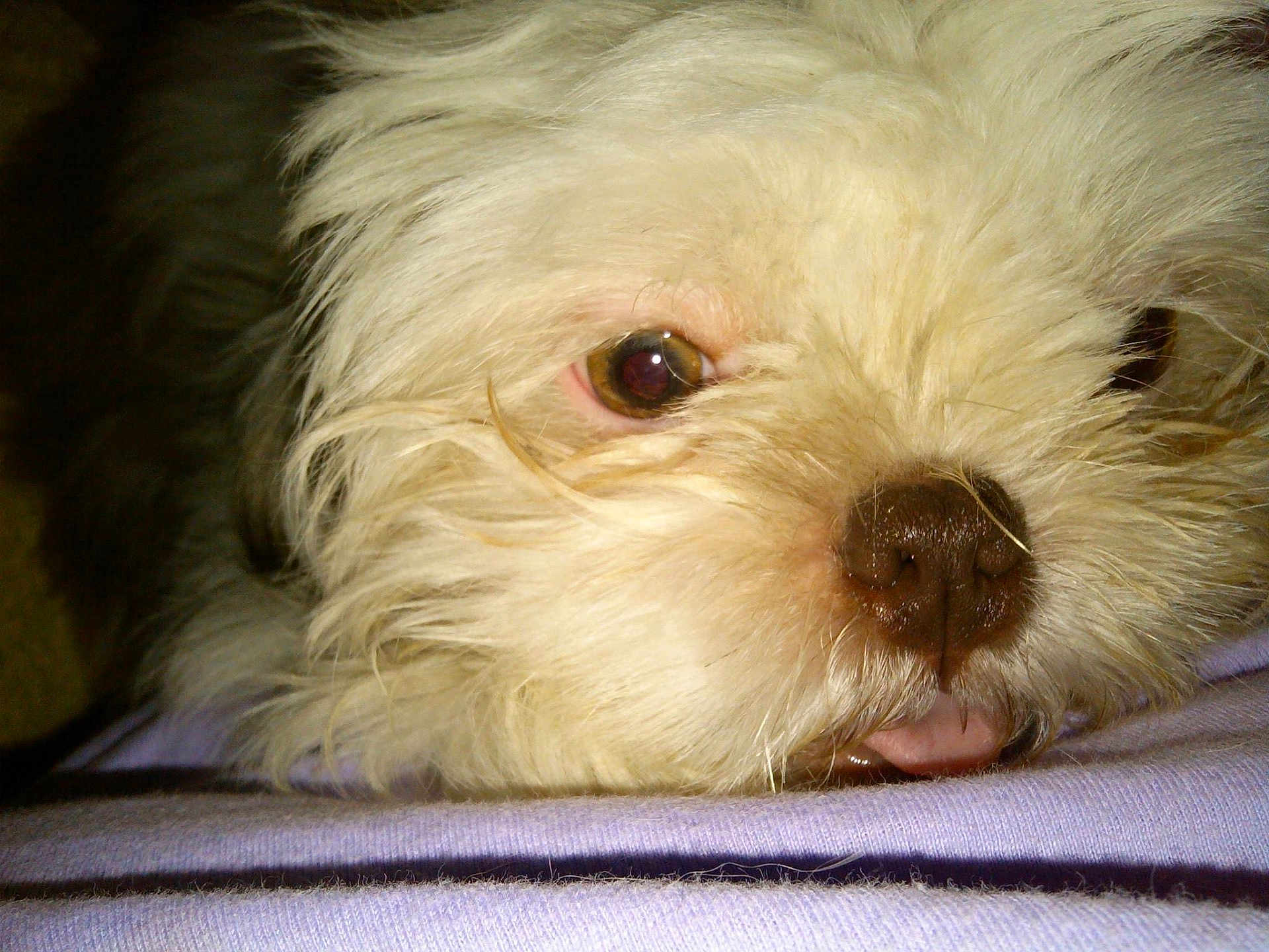 Little T