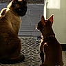 cat, dog, siamese_cat, small_dog, indoor, sunlight, shadow, patterned_floor, tile_floor, pets, animal_companions, sitting, side_view, brown_fur, curious, quiet, window_light, domestic_animals, floor_texture, calm