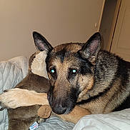 Tayson a rejoint le concours — aidez-le/la à gagner de superbes lots ! dog, german_shepherd, plush_toy, bed, indoor, hugging, animal, pet, fur, ears, nose, paw, blanket, comfort, resting, cute, stuffed_animal, home, flash, relaxed