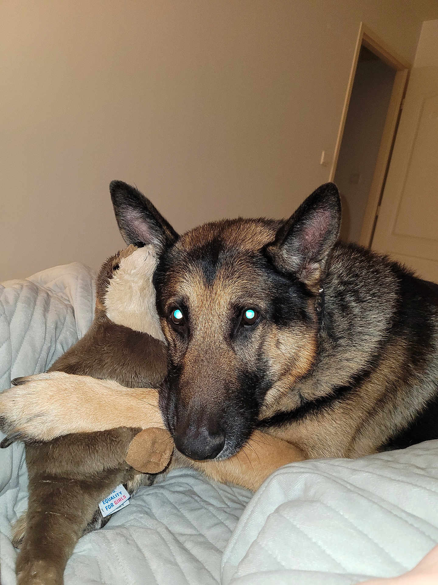 Tayson a rejoint le concours — aidez-le/la à gagner de superbes lots ! dog, german_shepherd, plush_toy, bed, indoor, hugging, animal, pet, fur, ears, nose, paw, blanket, comfort, resting, cute, stuffed_animal, home, flash, relaxed