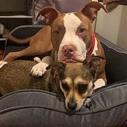 Bailey And Jax is registered to the contest to win money with this photo: animal, bed, blanket, brown_dog, canine, cozy, cute, dog, dog_bed, floor, friendship, home, indoor, paw, pets, relaxed, resting, shoes, small_dog, two_dogs