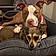 Bailey And Jax