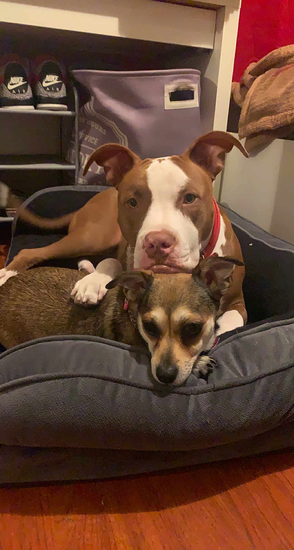 Bailey And Jax is registered to the contest to win money with this photo: animal, bed, blanket, brown_dog, canine, cozy, cute, dog, dog_bed, floor, friendship, home, indoor, paw, pets, relaxed, resting, shoes, small_dog, two_dogs