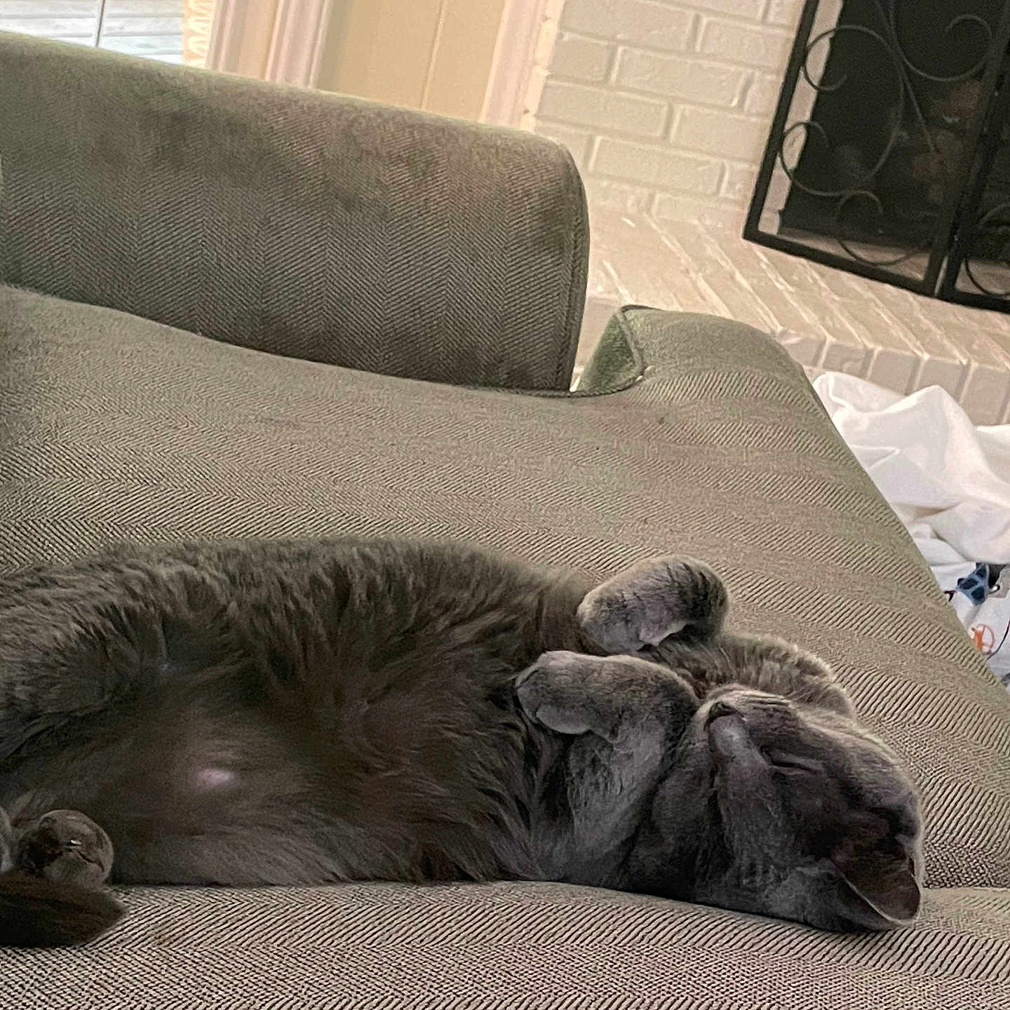 Sansa is registered to the contest to win money with this photo: blanket, cat, comfortable, couch, cozy, curled_up, domestic, feline, fireplace, fur, furniture, gray_cat, home, indoor, nap, paw, pet, relaxed, resting, sleeping