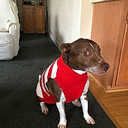 Buddy joined the competition — help win amazing prizes! dog, pet, sweater, red, white, brown, indoor, carpet, furniture, cabinet, armchair, floor, cozy, animal, portrait, sitting, home, domestic, cute, warm