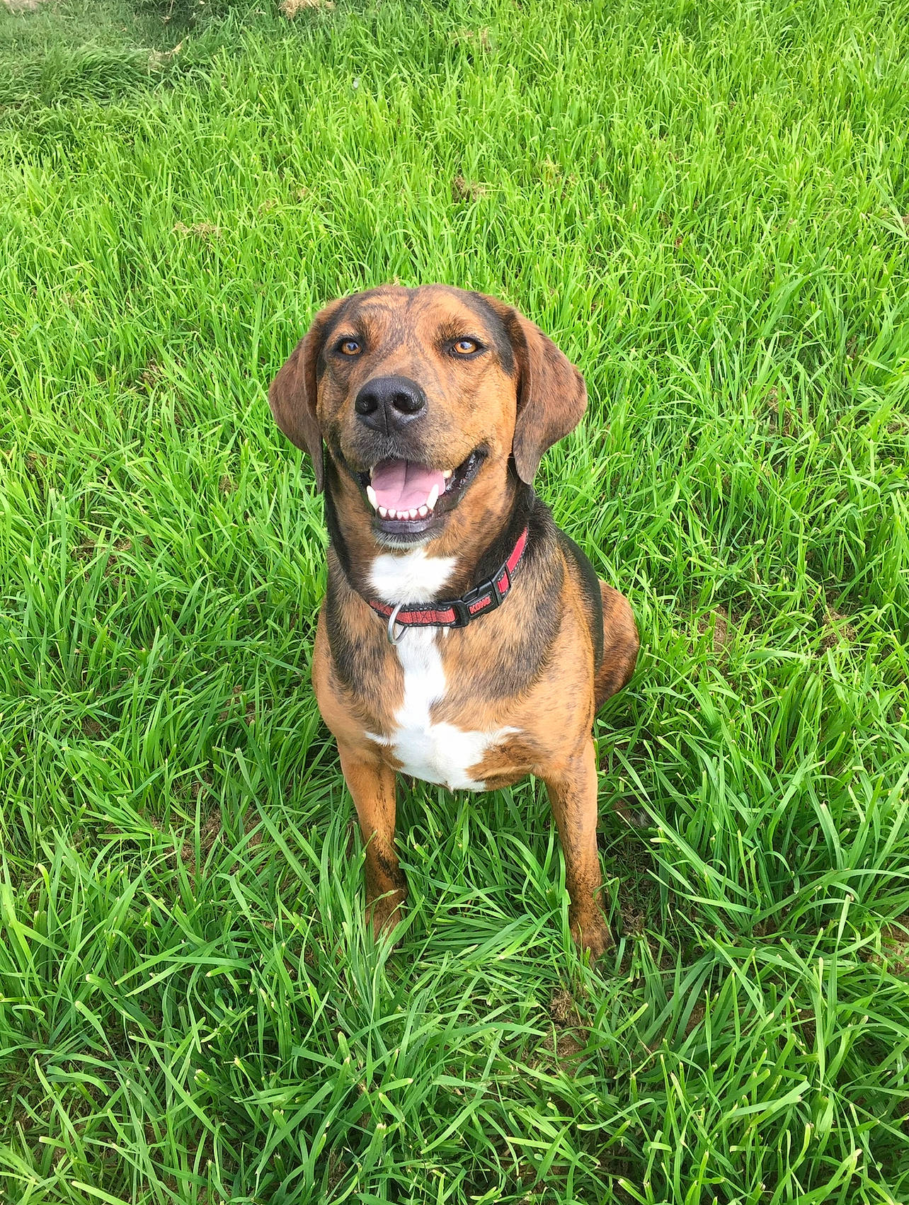 Thor is registered to the contest to win money with this photo: canidae, carnivore, collar, companion_dog, dog, dog_breed, dog_collar, fawn, grass, grassland, groundcover, guard_dog, gun_dog, liver, plant, prairie, snout, sporting_group, working_animal, working_dog