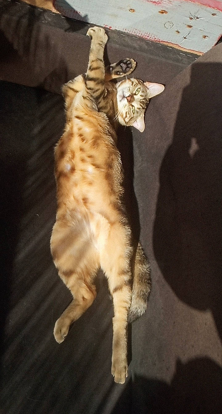 Pioupiou a rejoint le concours — aidez-le/la à gagner de superbes lots ! american_bobtail, american_shorthair, carnivore, cat, claw, domestic_short_haired_cat, dragon_li, european_shorthair, fawn, felidae, fur, german_rex, ocicat, pixie_bob, small_to_medium_sized_cats, sokoke, tabby_cat, tail, whiskers, wild_cat