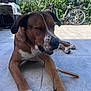 Aria a rejoint le concours — aidez-le/la à gagner de superbes lots ! dog, brown_dog, white_paws, chewing, bone, outdoor, patio, tiles, bicycle, greenery, sunlight, relaxed, pet, animal, canine, daylight, nature, resting, closeup, snout