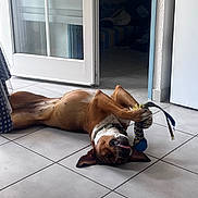 Aria a rejoint le concours — aidez-le/la à gagner de superbes lots ! dog, playing, toy, indoor, tile_floor, brown_dog, white_dog, pet, chewing, tongue_out, relaxed, home, door, glass_door, collar, animal, canine, floor, paw, happy