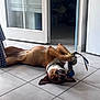 dog, playing, toy, indoor, tile_floor, brown_dog, white_dog, pet, chewing, tongue_out, relaxed, home, door, glass_door, collar, animal, canine, floor, paw, happy