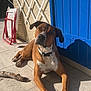 dog, brown_dog, white_spots, collar, tile_floor, blue_door, beige_wall, white_lattice, stick, sunlight, shadow, outdoor, pet, canine, resting, curious, animal, domestic, summer, daylight