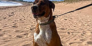 Aria a rejoint le concours — aidez-le/la à gagner de superbes lots ! dog, beach, sand, leash, sunny, sky, clouds, outdoor, pet, animal, canine, happy, sitting, nature, daytime, collar, shore, water, vacation, playful