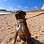 dog, beach, sand, leash, sunny, sky, clouds, outdoor, pet, animal, canine, happy, sitting, nature, daytime, collar, shore, water, vacation, playful