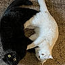 black_cat, white_cat, cat, pets, lying_down, carpet, floor, two_animals, curious_eyes, yin_yang_pose, domestic_animal, fur, whiskers, indoor, closeup, animal_pair, phone_screenshot, gallery_interface, photo_thumbnail, time_display