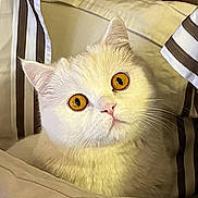 Sweety a rejoint le concours — aidez-le/la à gagner de superbes lots ! cat, white_cat, pet, bed, pillow, striped_sheets, indoor, cozy, animal, feline, cute, curious, closeup, portrait, yellow_eyes, fluffy, resting, comfort, domestic_animal, soft_lighting