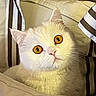 cat, white_cat, pet, bed, pillow, striped_sheets, indoor, cozy, animal, feline, cute, curious, closeup, portrait, yellow_eyes, fluffy, resting, comfort, domestic_animal, soft_lighting