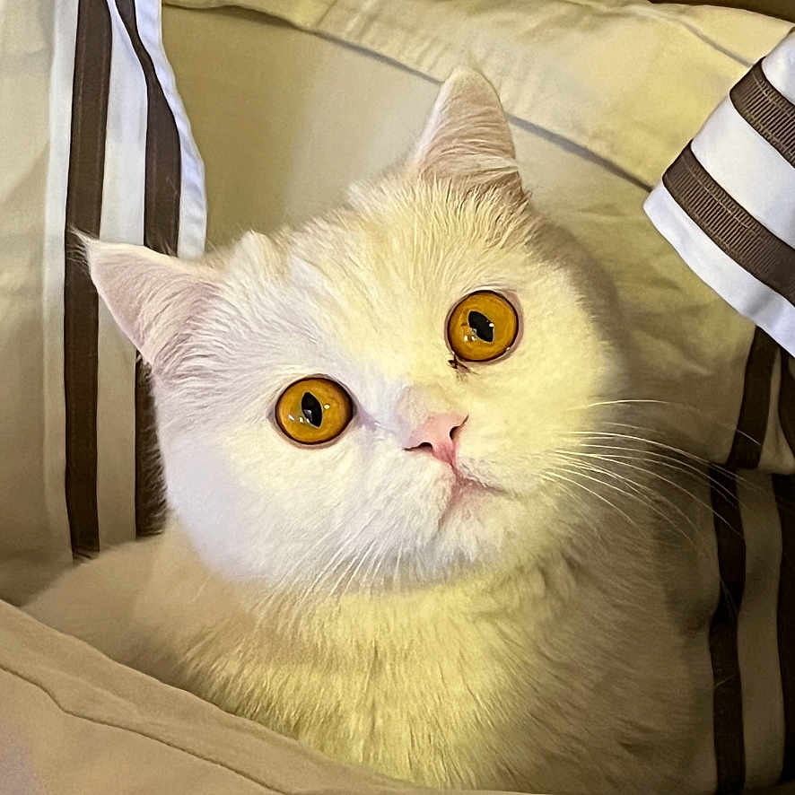 Sweety